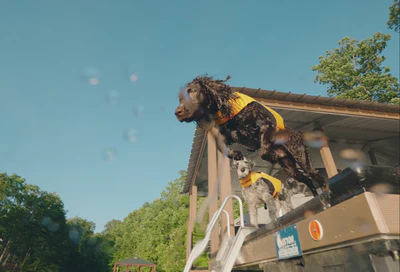 Elevate Your Dog's Daily Style